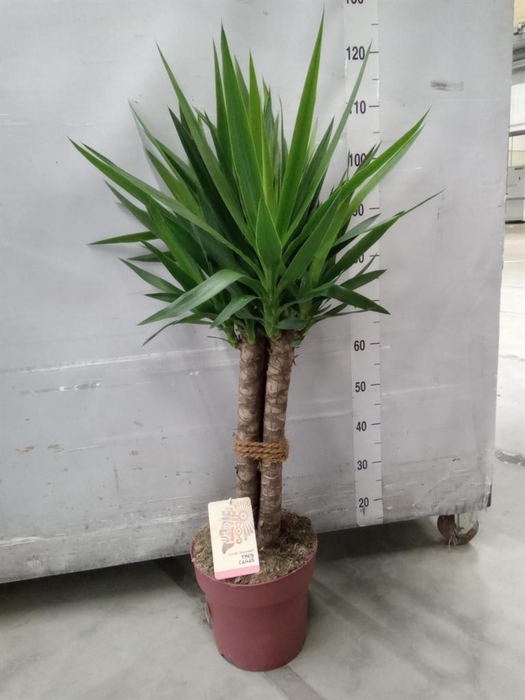 <h4>Yucca elephantipes   ...</h4>