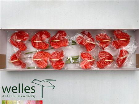 <h4>Anth A Sun Eye</h4>