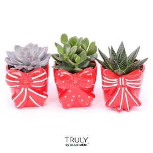 TRULY Succulent, Bow M