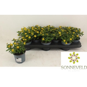 SANV PROCUMBENS
