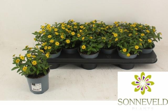 <h4>SANV PROCUMBENS</h4>