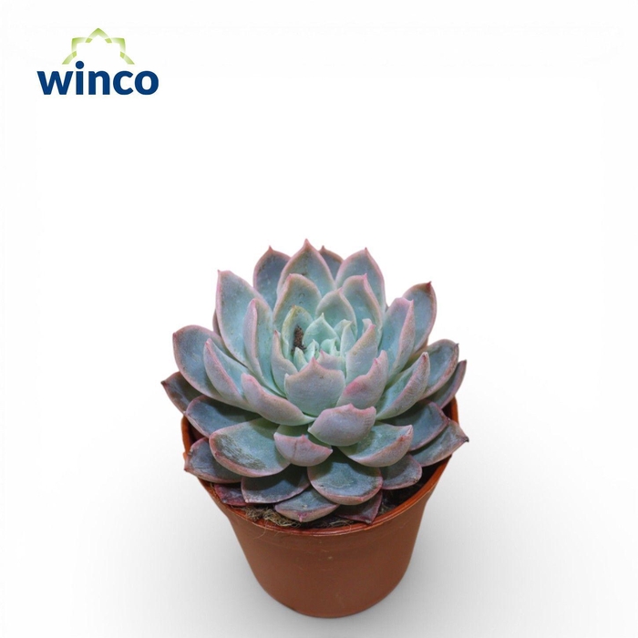 <h4>Echeveria Violet Queen</h4>