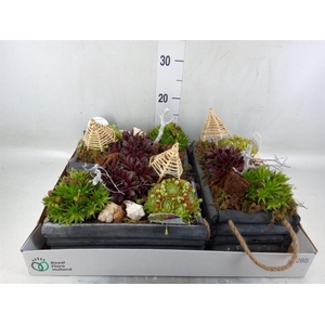 Arr.  Sempervivum L%