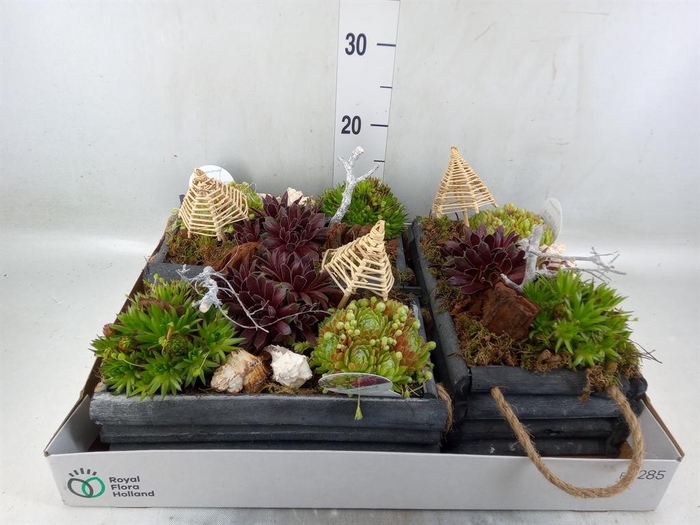 <h4>Arr.  Sempervivum L%</h4>