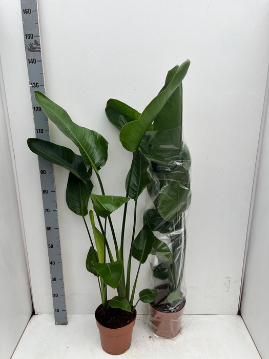 <h4>STRELITZIA NICOLAI</h4>