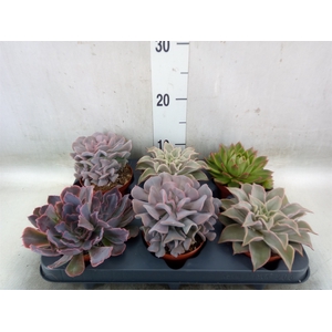 Echeveria   ...mix