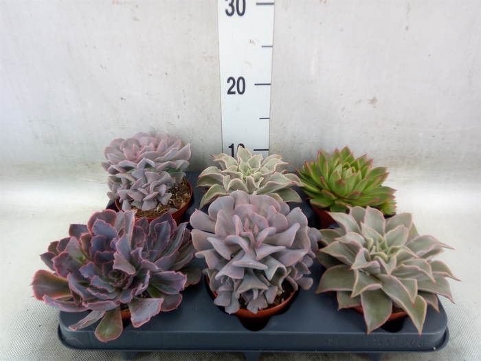 <h4>Echeveria   ...mix</h4>