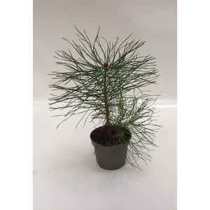 PINUS SYLVESTRIS p9