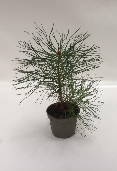 <h4>PINUS SYLVESTRIS p9</h4>