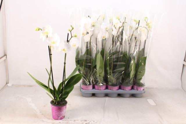 <h4>PHAL OV WIT</h4>