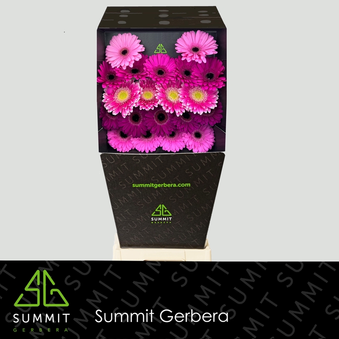 <h4>Germini Mix Purple Diamond</h4>