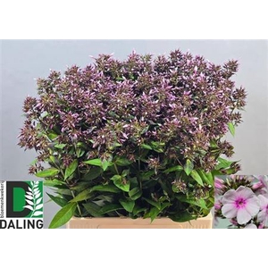 Phlox P Bri Eyes