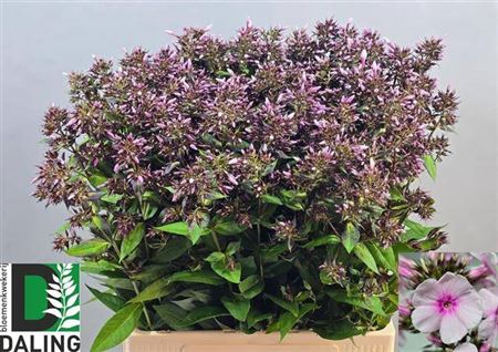 <h4>Phlox P Bri Eyes</h4>