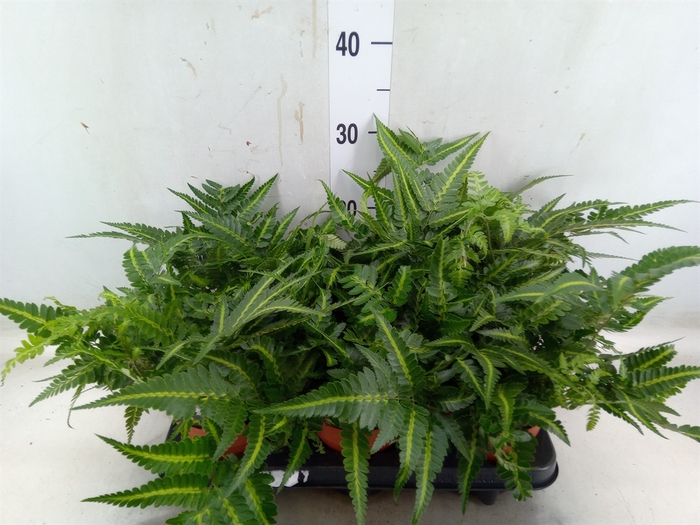 <h4>Arachniodes aristata 'Variegata'</h4>