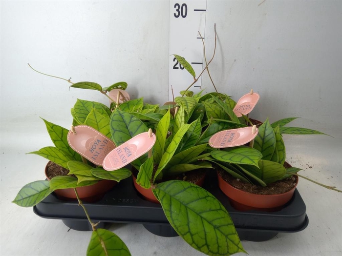 <h4>Hoya callistophylla 'KAL 16'</h4>