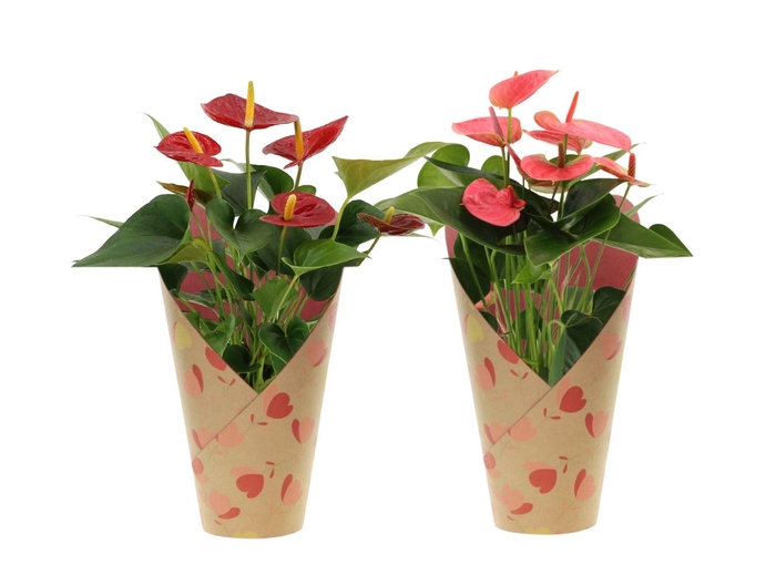 <h4>Anthurium red&pink mix in Daisylove potcover</h4>