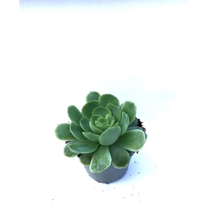 ECHEVERIA ELEGANS P6
