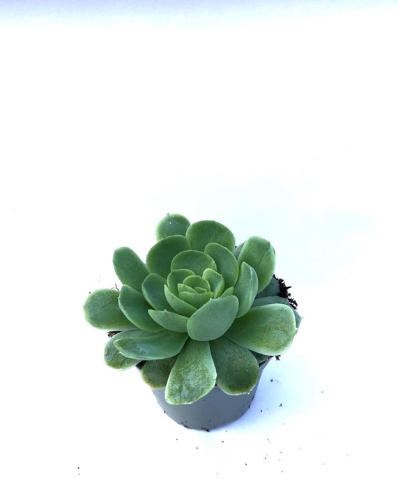 <h4>ECHEVERIA ELEGANS P6</h4>