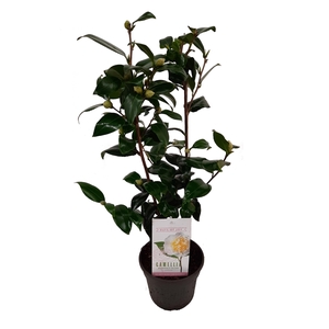 Camellia japonica 'Brushfield's Yellow' 15 cm | 20+ knop