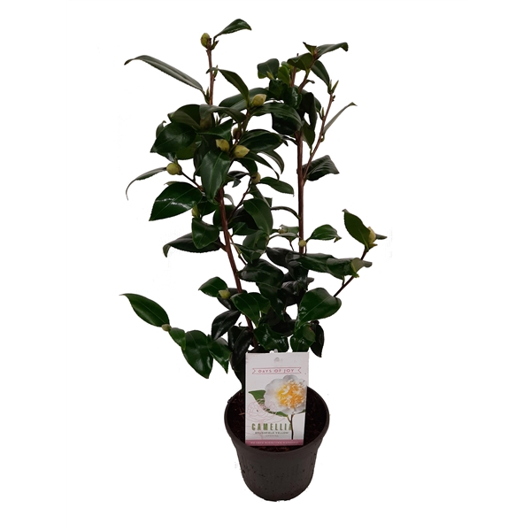 <h4>Camellia japonica 'Brushfield's Yellow' 15 cm | 20+ knop</h4>