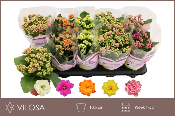 <h4>KAL GE GEM 5 KL</h4>