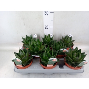 Aloe aristata 'Cosmo'