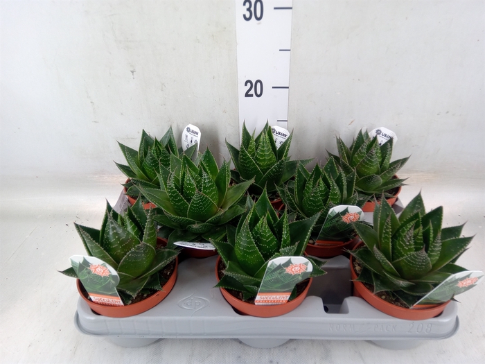 <h4>Aloe aristata 'Cosmo'</h4>