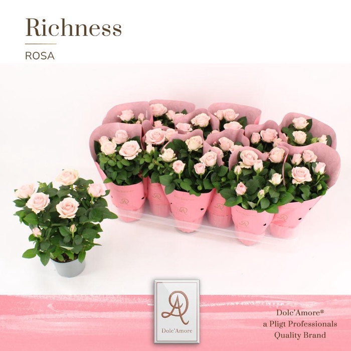 <h4>Rosa Inf. Princess Dolc'Amore Metallic Richness</h4>