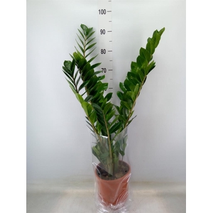 Zamioculcas zamiifolia