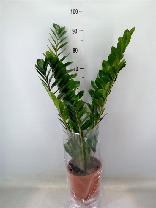 <h4>Zamioculcas zamiifolia</h4>