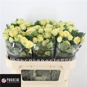 R Tr Yog Trendsetter