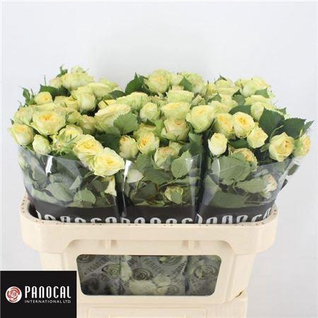 <h4>R Tr Yog Trendsetter</h4>