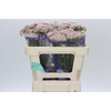 Ozothamnus Cooks Tall Pink