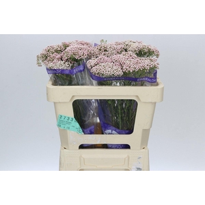 Ozothamnus Cooks Pink