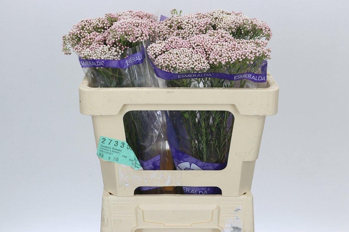 <h4>Ozothamnus Cooks Pink</h4>