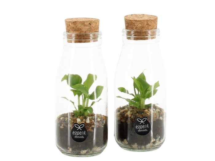 <h4>90485: Terrarium arrangement</h4>