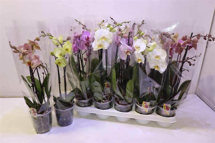 <h4>arr8 Phal Gem</h4>