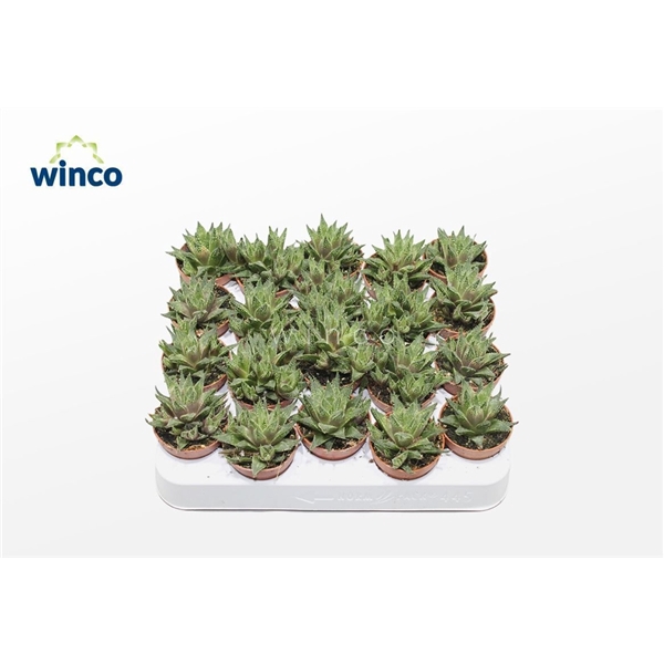 <h4>Haworthia Reticulata</h4>