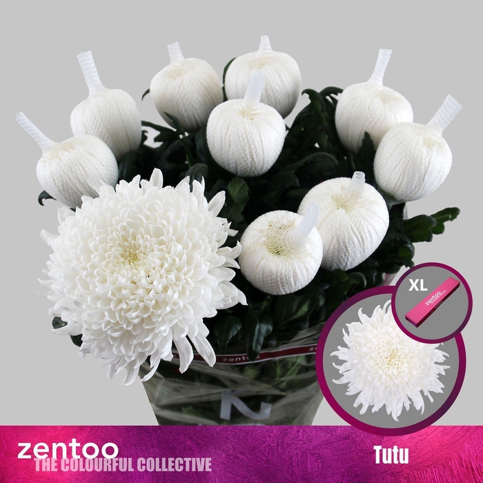 <h4>Chrysanthemum PL 'Tutu'</h4>