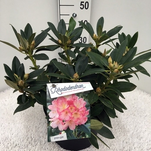 Rhododendron YA 'Percy Wiseman'