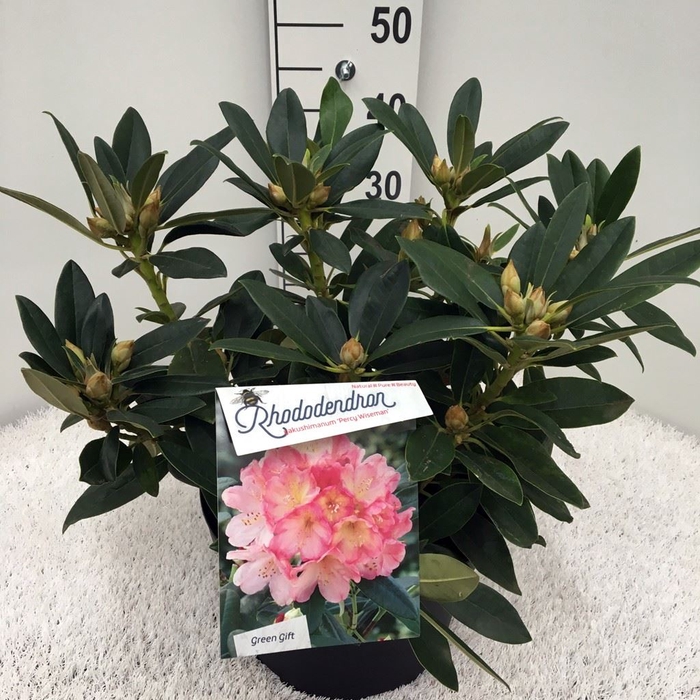 <h4>Rhododendron YA 'Percy Wiseman'</h4>