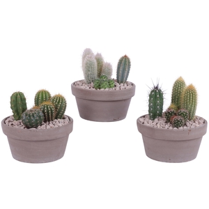 Yearround Arr. Cactus Ceramic Romana Grey Terracotta Ø17cm 3PP