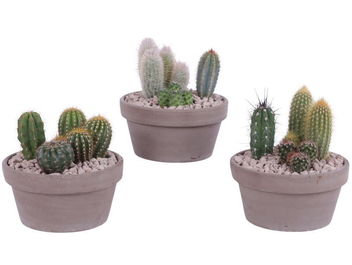 <h4>Yearround Arr. Cactus Ceramic Romana Grey Terracotta Ø17cm 3PP</h4>
