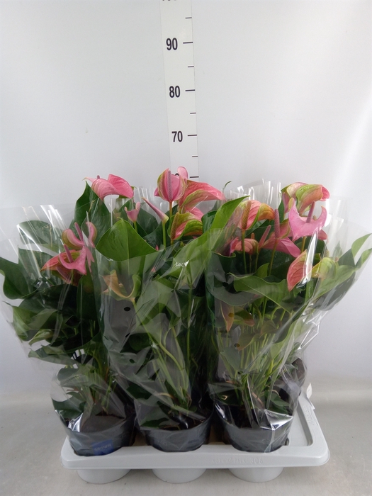 <h4>Anthurium andr. 'Joli'</h4>