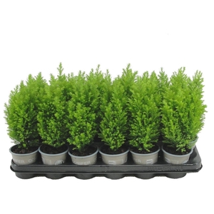 Chamaecyparis law. 'Ellwood's Gold'