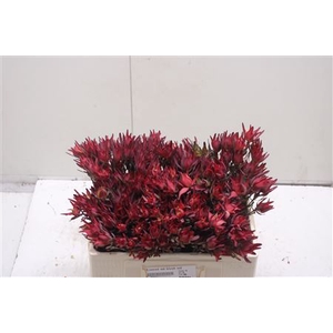 Leucad Sal Blush Xxl