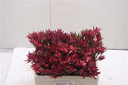 <h4>Leucad Sal Blush</h4>