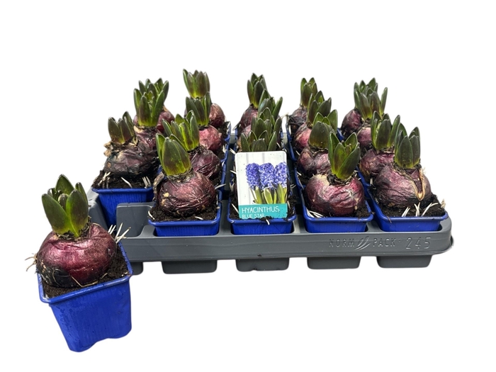 <h4>HYACIN BLUE STAR</h4>