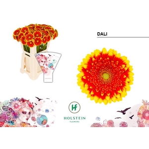 Germini Dali Water x40