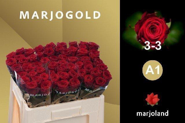 <h4>Rosa large red naomi!</h4>